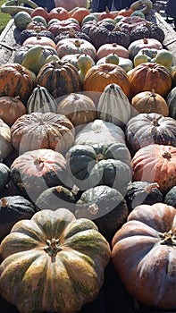 Pumpkins