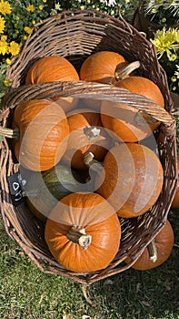 Calabaza 