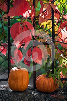 Pumpkins and red leaves outdoor