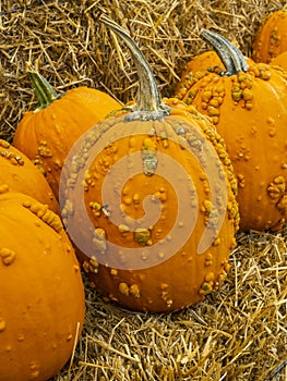 Pumpkins resting on hay bales