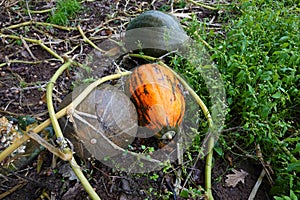 pumpkins ripening in the field. pumpkin plants ripe for harvesting. decorative giant pumpkins