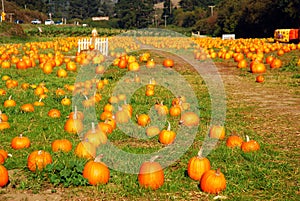 Pumpkins at a roadside farm