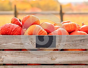 Pumpkins of the Rouge vif d\'Etampes variety in a large wooden box for vegetables