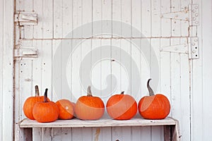 Pumpkins in a row photo