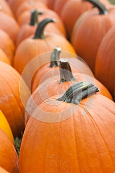 Pumpkins in a Row