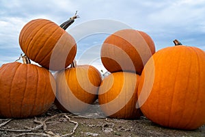 Pumpkins in a row and stacked on top of each other on the field with cloudy sky