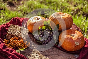 Pumpkins and rowan. Orange pumpkins on autumn background