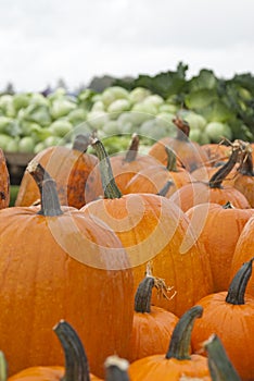 Pumpkins for sale