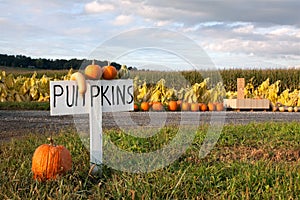 Pumpkins For Sale