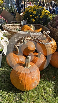 Pumpkins