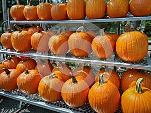 Pumpkins for sale