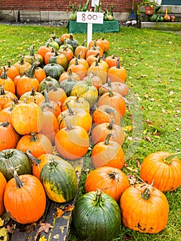 Pumpkins for sale