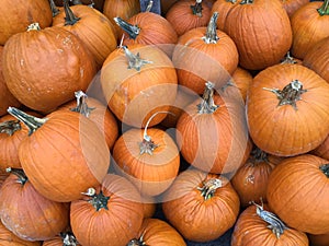 Pumpkins for Sale