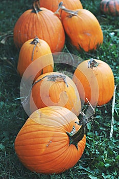 Pumpkins for sale. American farm and barns at autumn in Illinois.