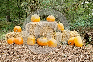 Pumpkins for sale at a farm in Hampshire