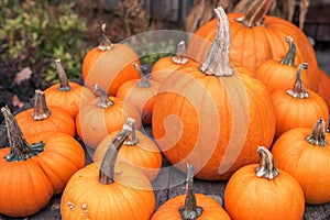 Pumpkins on sale in a market