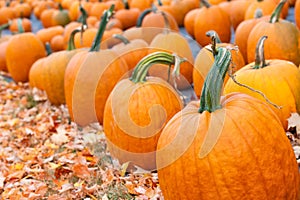 Pumpkins for sale at a pumpkin patch