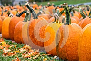 Pumpkins for sale at a pumpkin patch in the fall