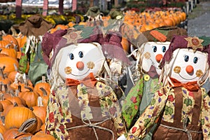 Pumpkins and Scarecrows photo