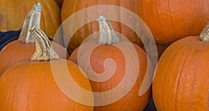 Pumpkins seasonal background, halloween picture