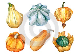 Pumpkins. Set with decorative pumpkins watercolor painting