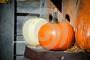 Pumpkins sitting on the barrel top