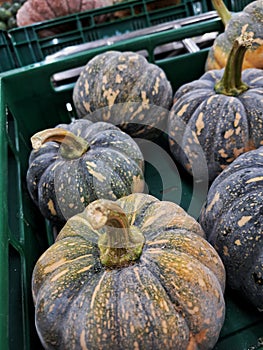 pumpkins are sold in supermarkets