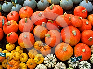 Pumpkins and squash