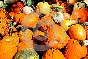 Pumpkins, squash, and gourds in a huge pile for sale.