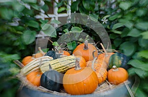 Pumpkins and squash in selective focus