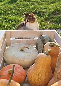 Pumpkins and squashes and cat