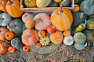 Pumpkins and squashes collection