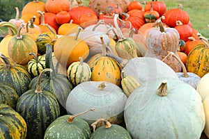 Pumpkins and squashes collection
