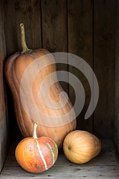 Pumpkins and squashes of different varieties in a wooden box. Autumn background. Rustic style, selective focus.