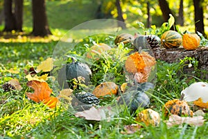 Pumpkins, squashes and gourds