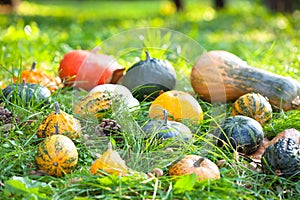 Pumpkins, squashes and gourds