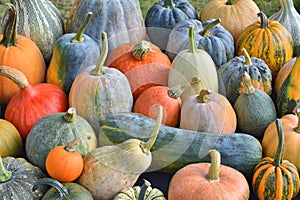 Pumpkins and squashes harvest