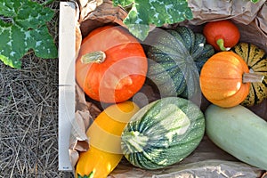 Pumpkins and squashes harvest box