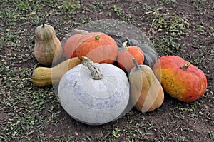 Pumpkins And Squashes