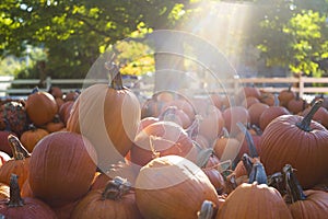 Pumpkins stacked on the ground after a harvest