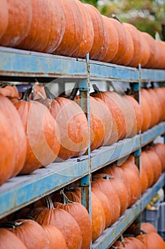 Pumpkins stacked for sale
