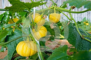 Pumpkins on stem