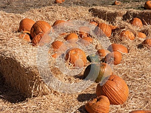 Pumpkins in straw in an autumn field