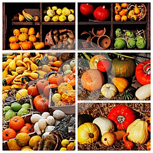 Pumpkins and summer and winter squashes