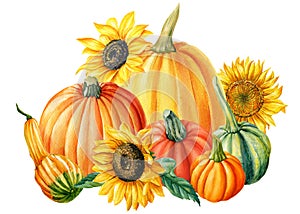 Pumpkins and sunflowers, autumn harvest, watercolor illustration, isolated white background