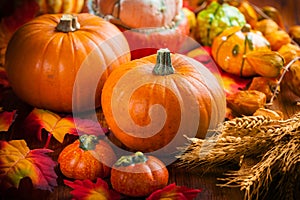 Pumpkins for Thanksgiving