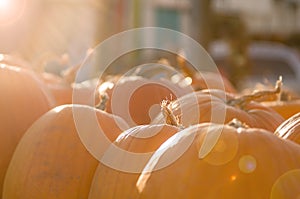 Pumpkins to pick from