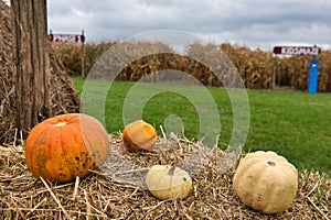 Pumpkins on top of hay with green grass and a corn field maze in the background