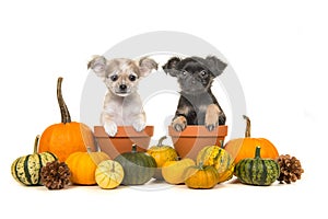 Pumpkins and two flower pots with two chihuahua puppy dogs