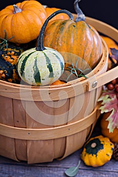 Pumpkins and variety of squash